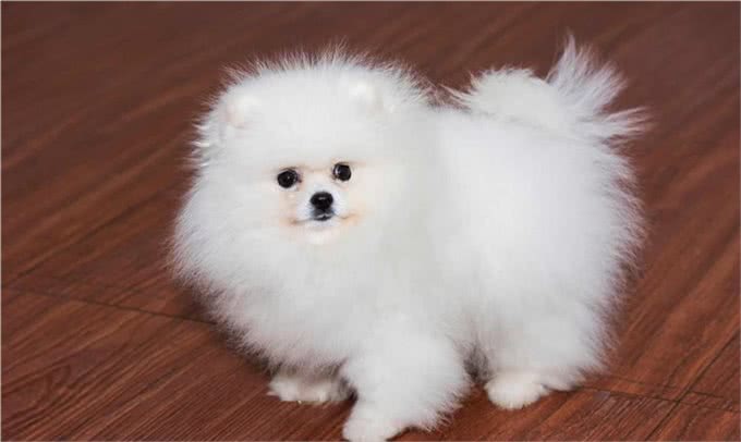 喂养博美犬有什么禁忌?