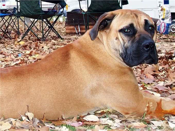 斗牛獒犬围攻西施犬，连主人都不放过，这种禁养犬真的那么危险吗