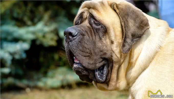 斗牛獒犬围攻西施犬，连主人都不放过，这种禁养犬真的那么危险吗