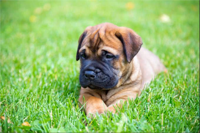 斗牛獒犬围攻西施犬，连主人都不放过，这种禁养犬真的那么危险吗