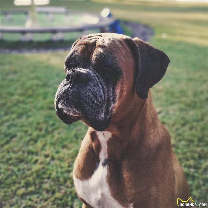 斗牛獒犬围攻西施犬，连主人都不放过，这种禁养犬真的那么危险吗