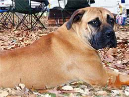 斗牛獒犬围攻西施犬，连主人都不放过，这种禁养犬真的那么危险吗