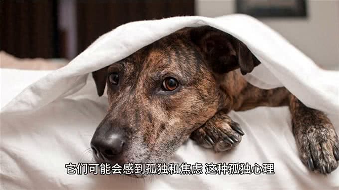 最懂狗狗之孤独心理
