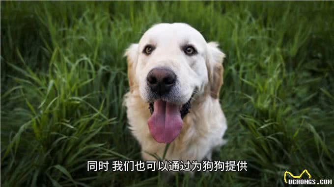 最懂狗狗之孤独心理