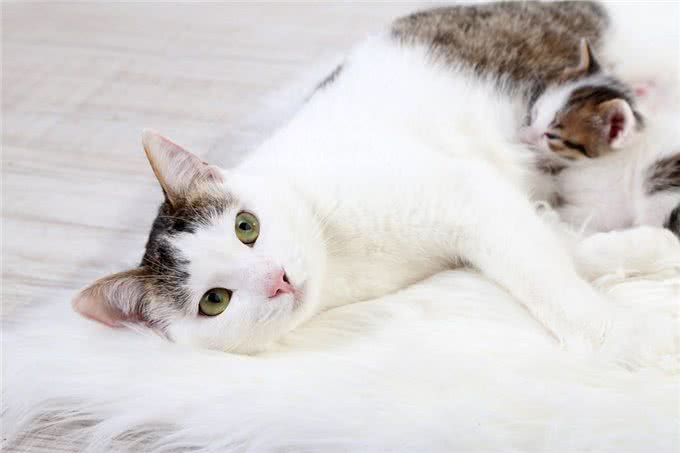 母猫感染疱疹病毒能生小猫吗