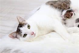 母猫感染疱疹病毒能生小猫吗