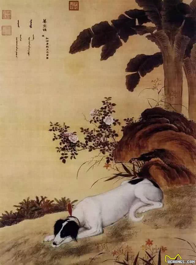 古人是如何来挑选优秀狗狗的?从狗的叫声和毛色之说来看起