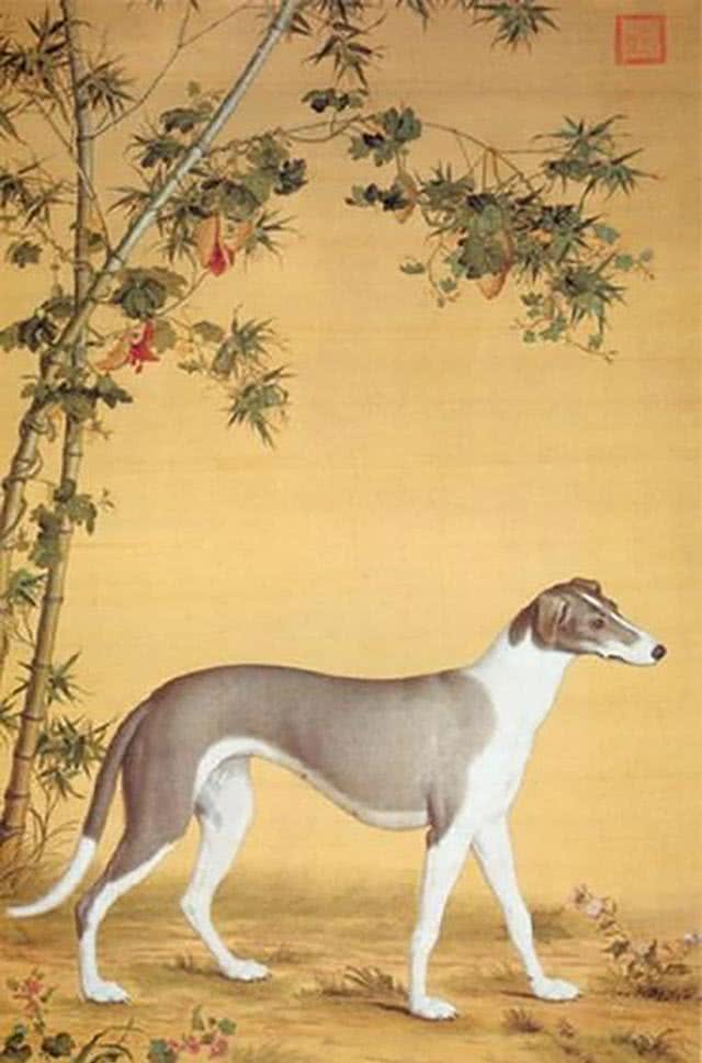 古人是如何来挑选优秀狗狗的?从狗的叫声和毛色之说来看起