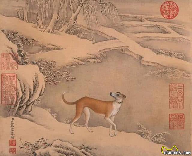 古人是如何来挑选优秀狗狗的?从狗的叫声和毛色之说来看起
