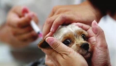 去国外进口或国内少数纯种繁育场购买纯种犬时，应索取的四个文件