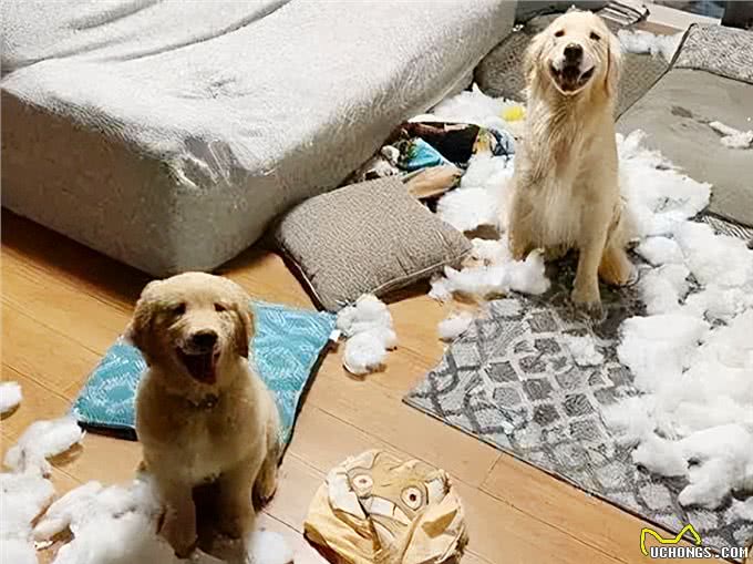 狗狗为何疯狂挠沙发?背后的原因让人深思!