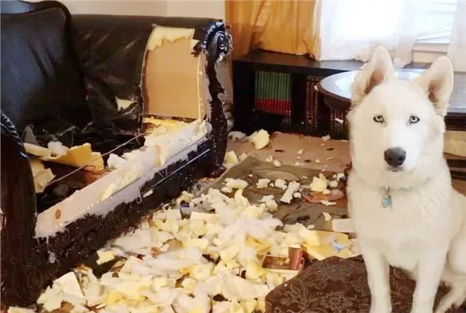 狗狗为何疯狂挠沙发?背后的原因让人深思!