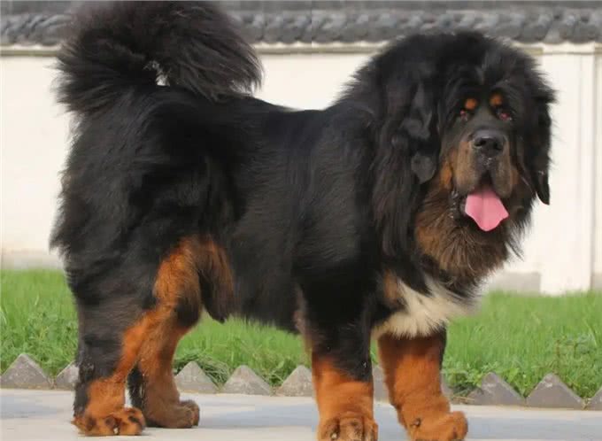 我国最可怕的六种猛犬—个个威猛霸气，不输国外犬种