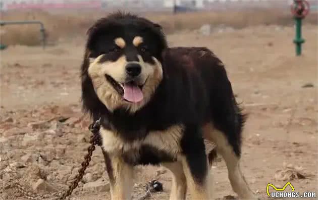 我国最可怕的六种猛犬—个个威猛霸气，不输国外犬种