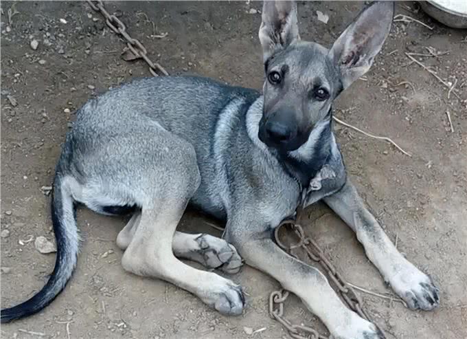 我国最可怕的六种猛犬—个个威猛霸气，不输国外犬种