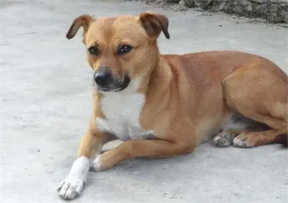 我国最可怕的六种猛犬—个个威猛霸气，不输国外犬种