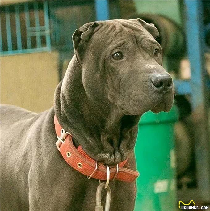 我国最可怕的六种猛犬—个个威猛霸气，不输国外犬种