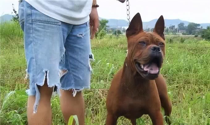 我国最可怕的六种猛犬—个个威猛霸气，不输国外犬种