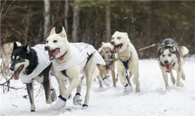 雪橇犬分几种