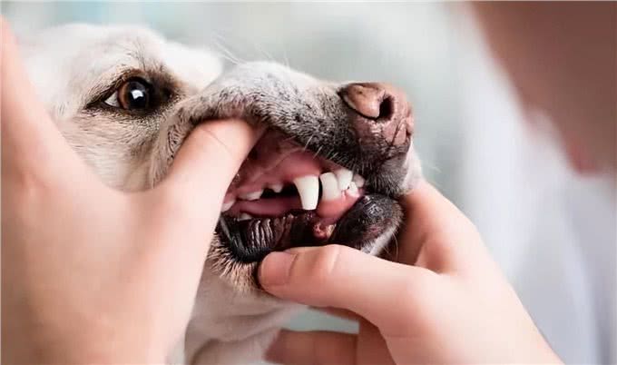狗狗也会换牙吗?快来了解一下狗狗的换牙过程及护理要点吧