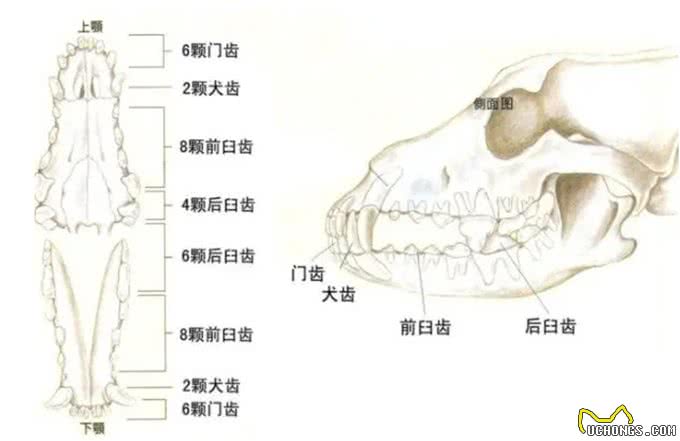 狗狗也会换牙吗?快来了解一下狗狗的换牙过程及护理要点吧