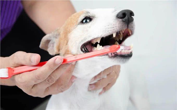 狗狗也会换牙吗?快来了解一下狗狗的换牙过程及护理要点吧