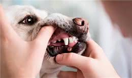 狗狗也会换牙吗?快来了解一下狗狗的换牙过程及护理要点吧