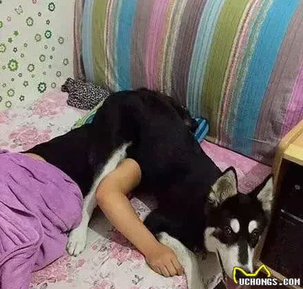 狗有多爱你，就看它的屁股离你的脸有多近
