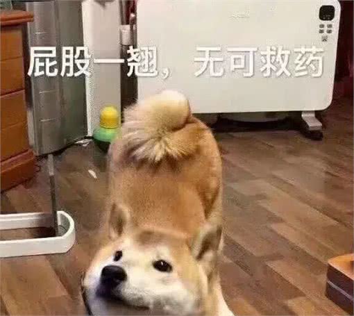 狗有多爱你，就看它的屁股离你的脸有多近
