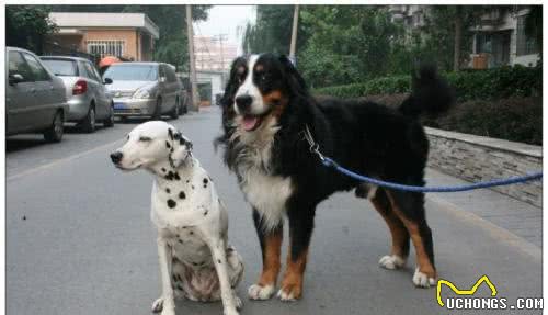 世界名犬—伯恩山
