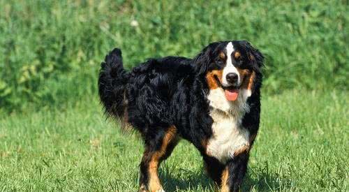 世界名犬—伯恩山