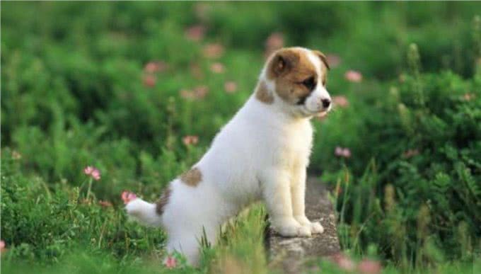 狗狗最大的敌人犬瘟热，如何预防犬瘟热?