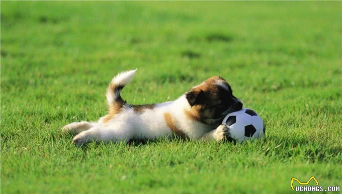 狗狗最大的敌人犬瘟热，如何预防犬瘟热?