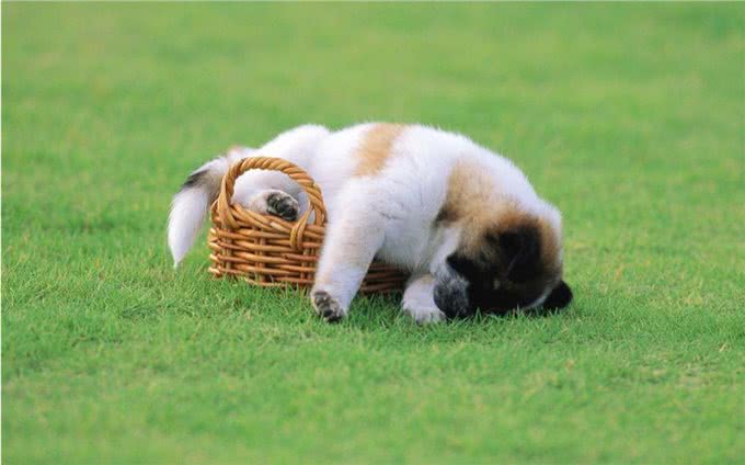 狗狗最大的敌人犬瘟热，如何预防犬瘟热?