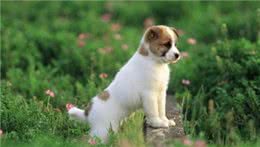 狗狗最大的敌人犬瘟热，如何预防犬瘟热?