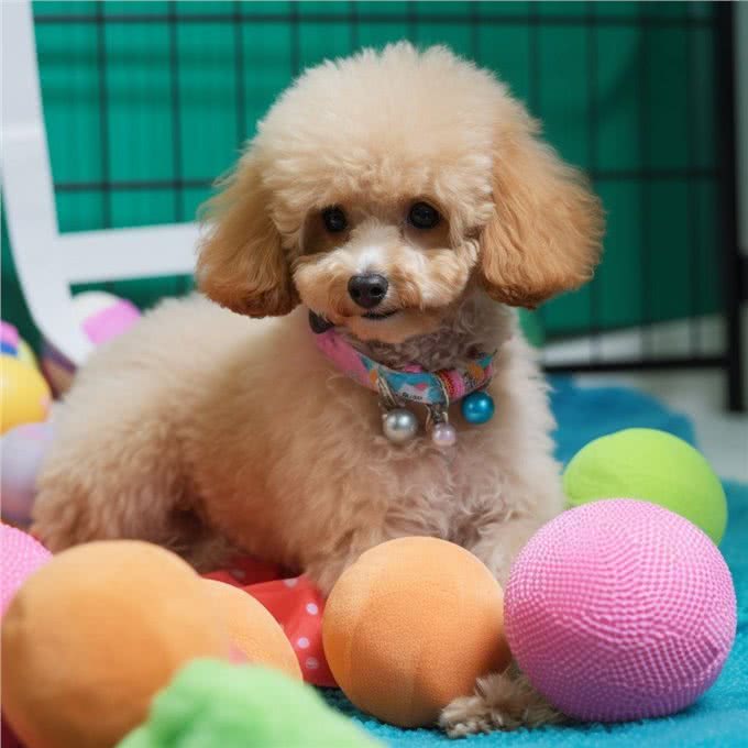 轻松了解贵宾犬:品种特点、饲养要点和常见问题