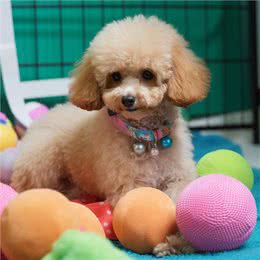 轻松了解贵宾犬:品种特点、饲养要点和常见问题