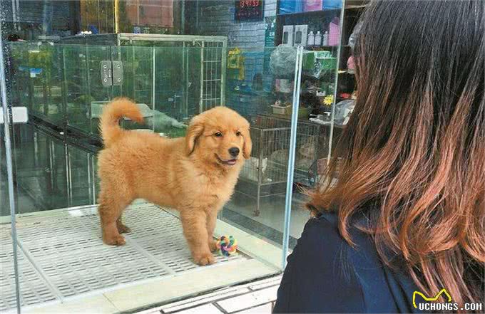 第一次养狗的人，最好提前了解这几件事