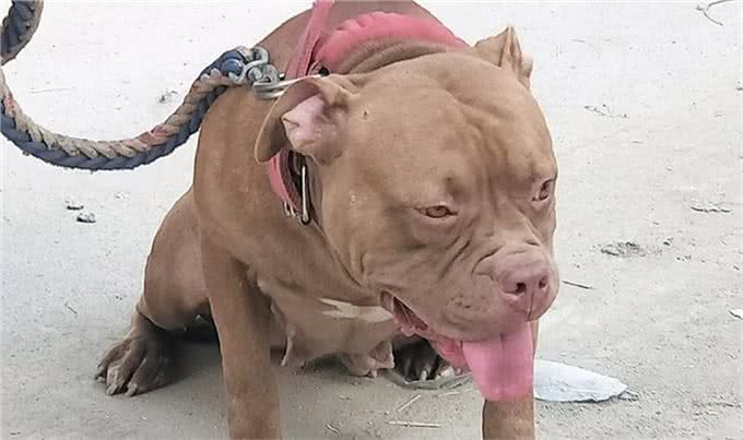 这种猛犬性格暴躁，实力超过比特犬，当地人常用它来斗熊