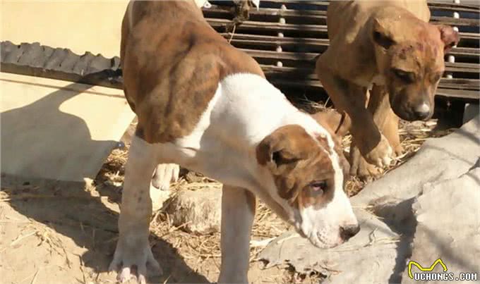 这种猛犬性格暴躁，实力超过比特犬，当地人常用它来斗熊
