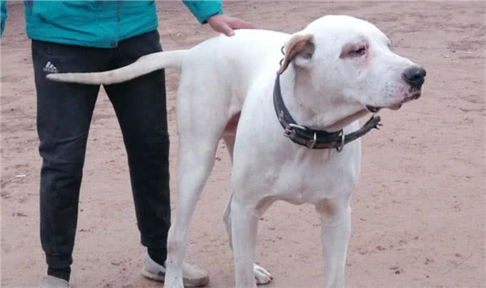 这种猛犬性格暴躁，实力超过比特犬，当地人常用它来斗熊