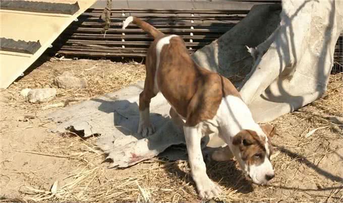 这种猛犬性格暴躁，实力超过比特犬，当地人常用它来斗熊