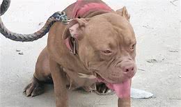 这种猛犬性格暴躁，实力超过比特犬，当地人常用它来斗熊
