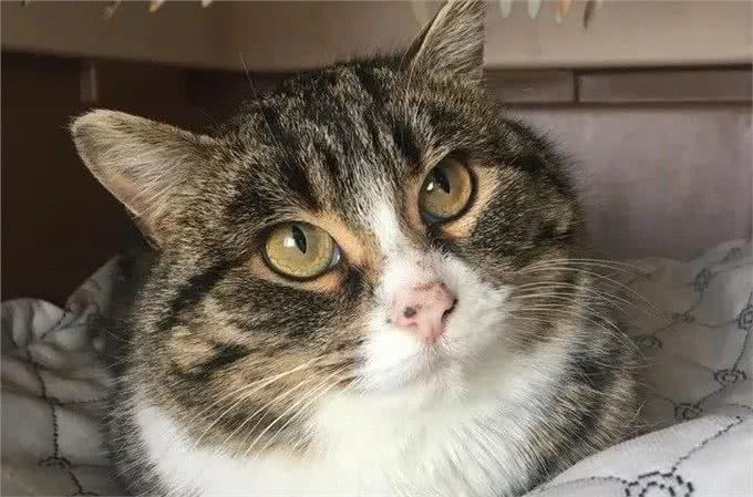 充满野性的小狸猫，在体验了宠物猫的生活后，变身成为了嘤嘤怪