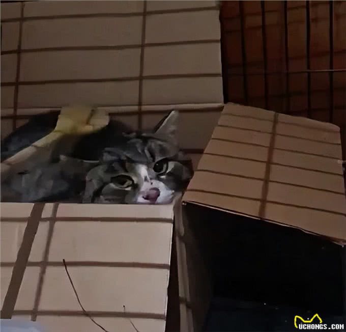 充满野性的小狸猫，在体验了宠物猫的生活后，变身成为了嘤嘤怪