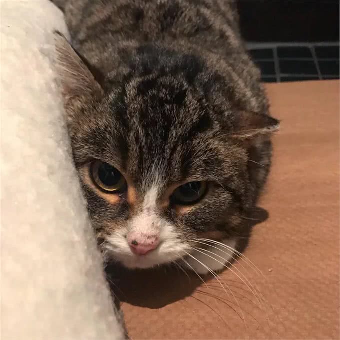 充满野性的小狸猫，在体验了宠物猫的生活后，变身成为了嘤嘤怪
