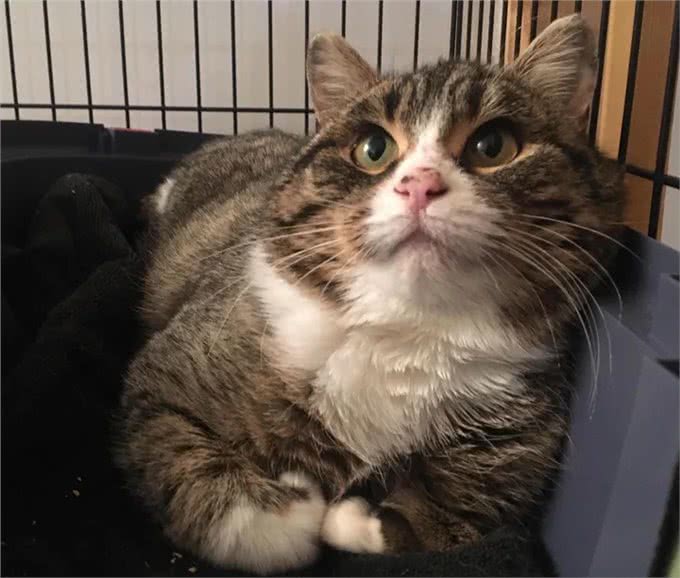 充满野性的小狸猫，在体验了宠物猫的生活后，变身成为了嘤嘤怪