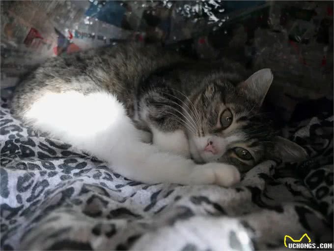 充满野性的小狸猫，在体验了宠物猫的生活后，变身成为了嘤嘤怪