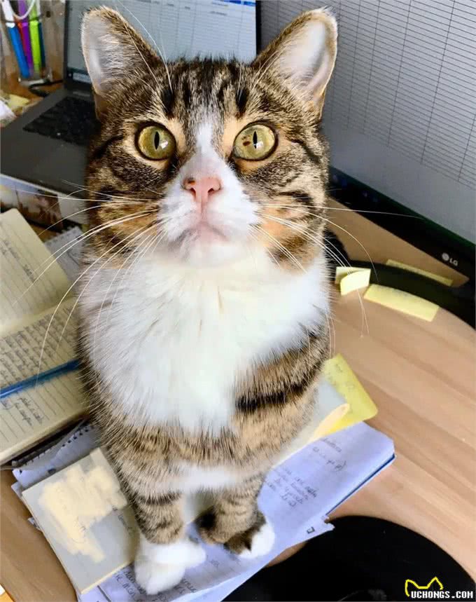 充满野性的小狸猫，在体验了宠物猫的生活后，变身成为了嘤嘤怪