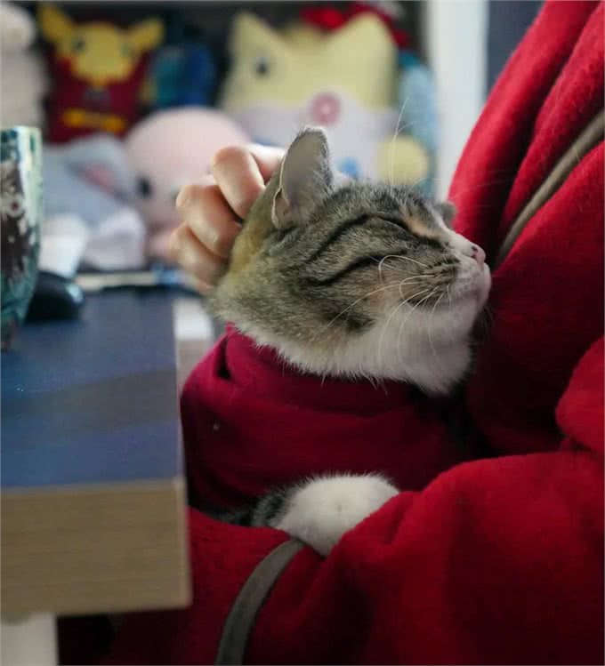 充满野性的小狸猫，在体验了宠物猫的生活后，变身成为了嘤嘤怪